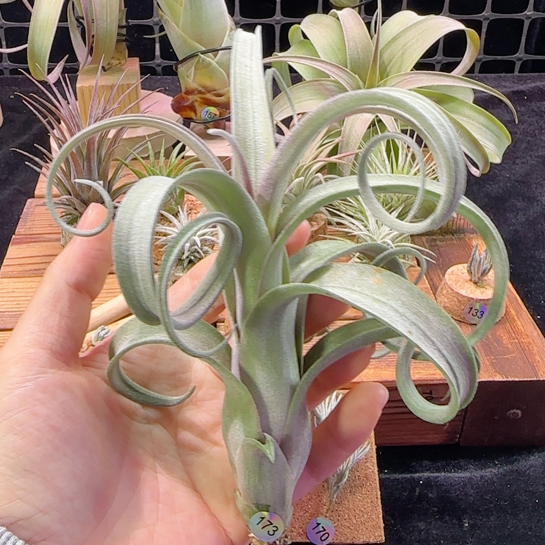 鸟岩花卷173号,鲜花速递/花卉仿真/绿植园艺,多肉植物,淘宝优惠券,粉丝福利购,淘宝优惠卷