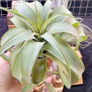 11号中号 甜肉3485