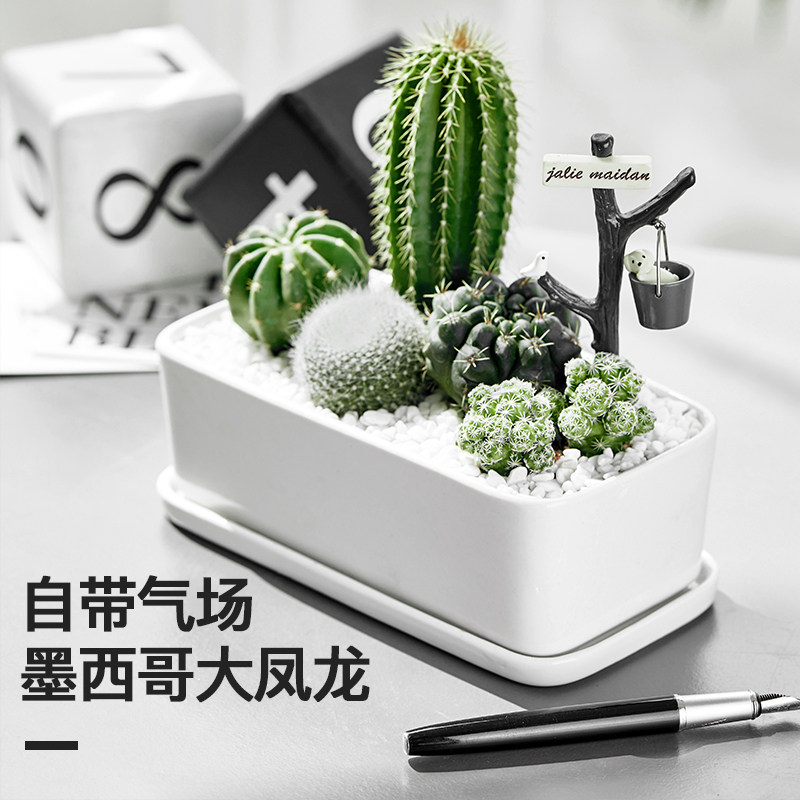 仙人掌盆栽办公桌面易养活多肉植物室内创意绿植小盆景仙人球大颗