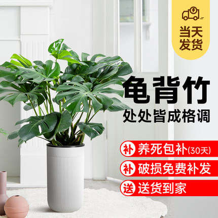 老桩龟背竹观叶植物办公室内客厅大盆栽绿植物大型绿植盆景好养活