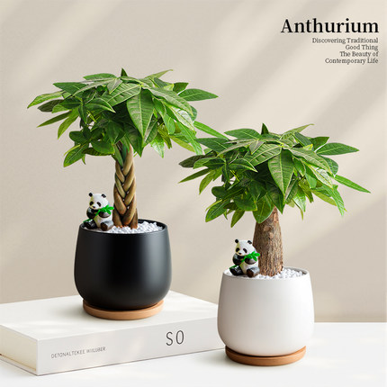 新款发财树小盆栽办公室客厅桌面招财绿植摆件懒人植物四季好养活