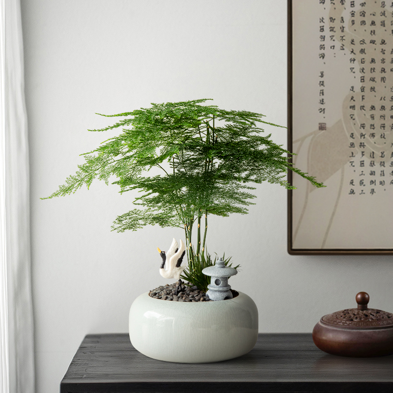 文竹小盆栽耐阴绿植中式禅意室内