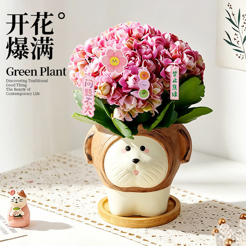 粉色长寿花带苞室内盆栽绿巴黎