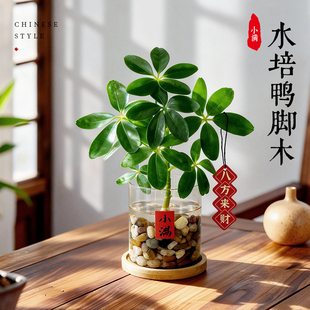 八方来财鸭脚木盆栽水培植物花卉办公室桌面绿植客厅好养盆景四季