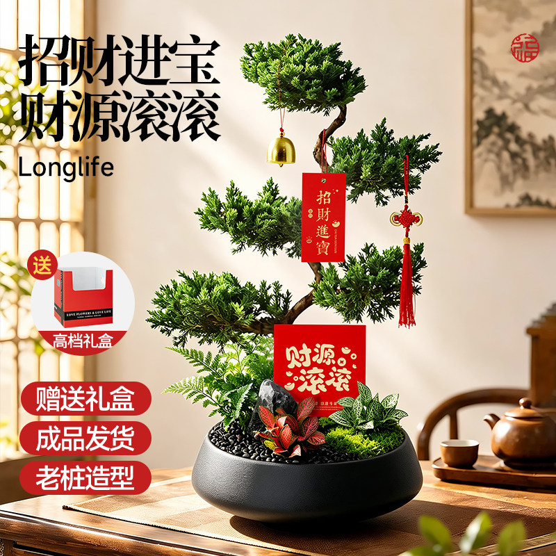 五层塔松盆栽乔迁新居门店开业礼物绿植招财桌面摆件松树盆景植物