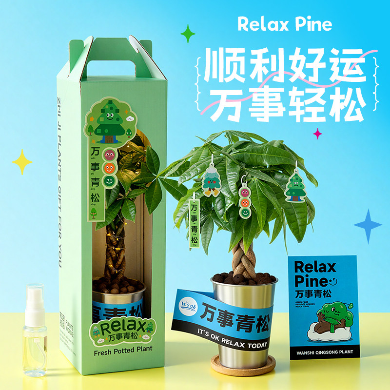 发财树小盆栽办公室工位绿植摆件桌面放青松植物花卉生日礼物男生