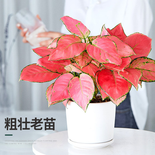 吉利红竹芋盆栽植物室内四季好养红如意花卉办公桌面彩叶如意绿植 - 封面