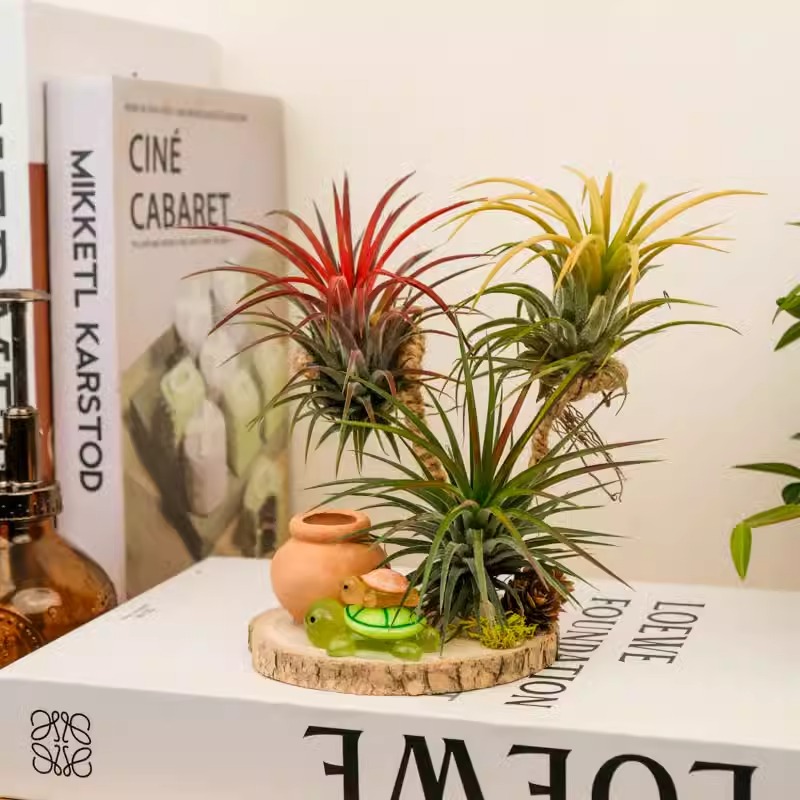 空气凤梨无土栽培植物夜光乌龟趣味家居客厅卧室桌面绿植摆件装饰