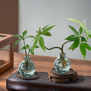 发财树小盆栽竹柏绿萝水培植物室内客厅桌面绿植办公室四季 招财树