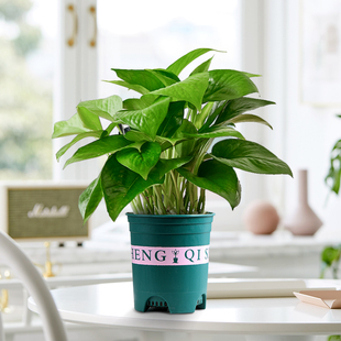 绿植办公桌面 绿萝盆栽室内花卉植物新房好养活四季 顺手买一件