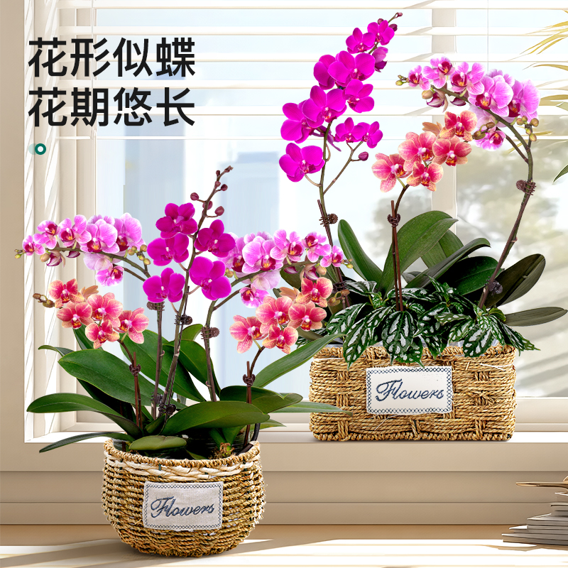 蝴蝶兰盆栽客厅室内桌面花卉好养