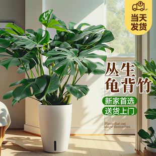 大叶龟背竹客厅盆栽绿植室内大型植物办公室花卉高级感真盆景四季