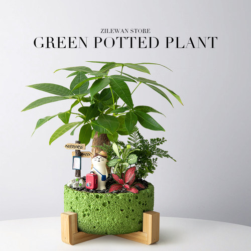 发财树盆栽办公室桌面绿植圣诞树