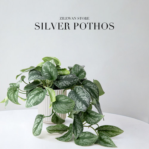 大叶银斑葛长藤垂吊植物客厅盆栽