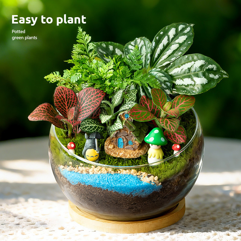 桌面苔藓微景观绿植小盆栽办公室植物生态瓶活动diy创意生日礼物