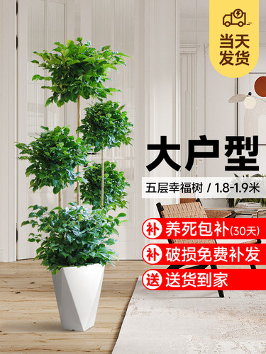 五层幸福树盆栽乔迁新家大型绿植室内落地大号网红植物净化空气