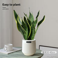 Sansevieria trifasciata, golden-edge sansevieria trifasciata, indoor living room air purification, office flowers, potted flowers, green plants thumbnail 4