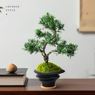 造型罗汉松盆栽客厅桌面玄关植物迎客松绿植装饰美观四季好养盆景