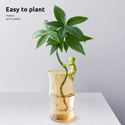 发财树水培植物桌面花卉富贵竹
