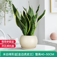 Sansevieria trifasciata, golden-edge sansevieria trifasciata, indoor living room air purification, office flowers, potted flowers, green plants thumbnail 2