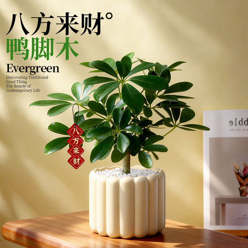 老桩鸭脚木盆栽室内桌面绿植