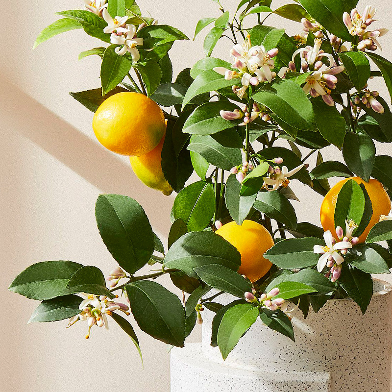 香水柠檬树苗水果盆栽可食用驱蚊浓香好养阳台四季花卉室内绿植物