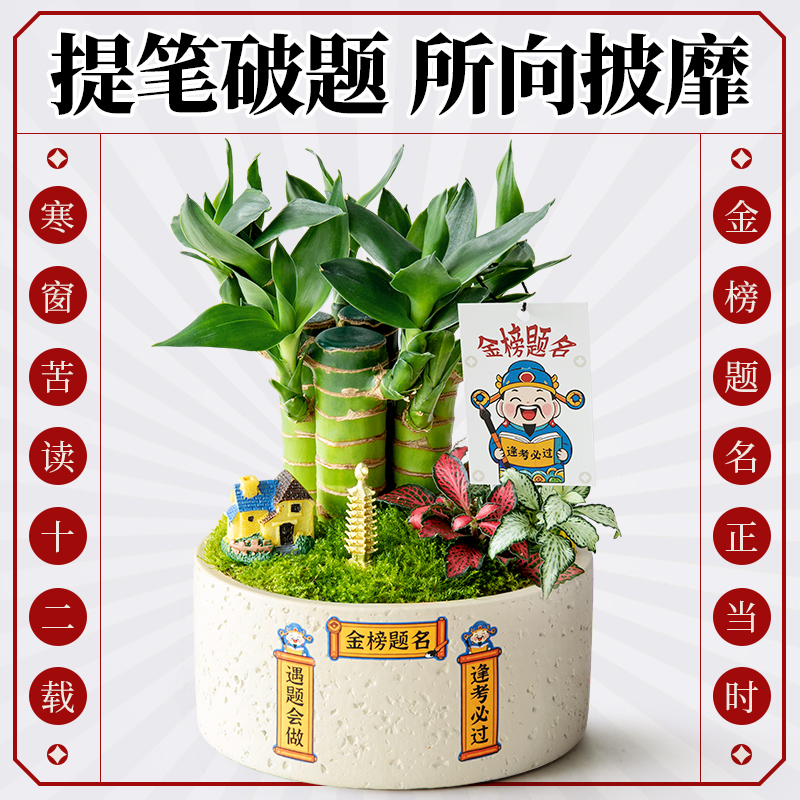 文昌竹植物盆栽高考礼物