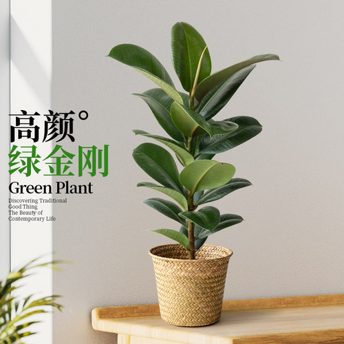绿金刚橡皮树客厅盆栽北欧风植物