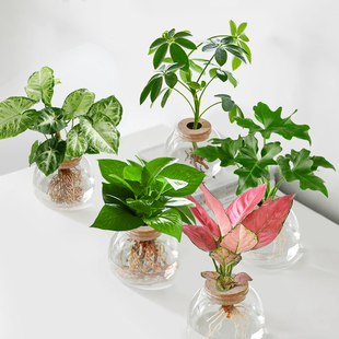 绿萝盆栽室内水培植物办公室桌面春羽吉利红绿植盆景四季 懒人好养