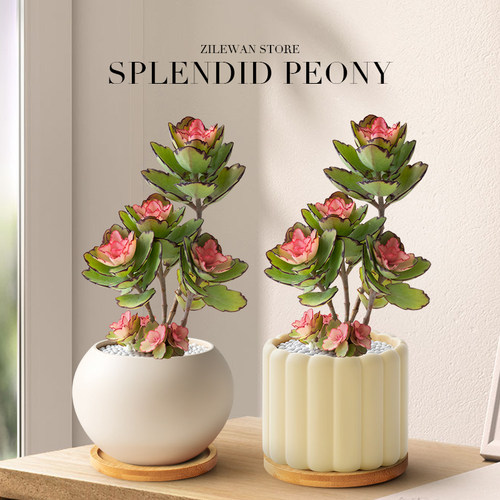 群生多头锦绣牡丹桌面绿植