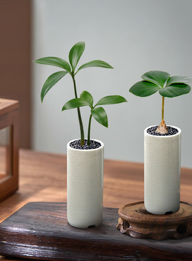 竹柏盆景迷你小盆栽驱蚊草植物室内花卉办公室桌面禅意车载真绿植