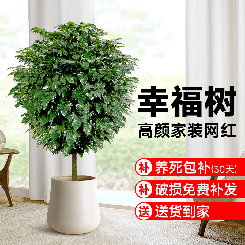 幸福树客厅盆栽大型绿植绿宝新家室内落地花卉办公室植物盆景乔迁