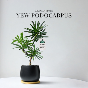 放青松造型罗汉松盆栽茶几书房桌面禅意盆景植物中式客厅绿植好养
