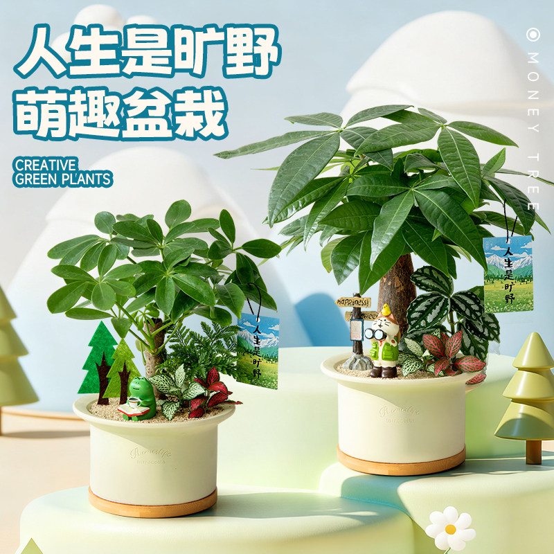 发财树盆栽办公室工位桌面创意景观植物客厅室内绿植鸭脚木盆景,鲜花速递/花卉仿真/绿植园艺,绿植,淘宝优惠券,粉丝福利购,淘宝优惠卷