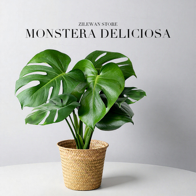 龟背竹盆栽好养绿植室内净化空气