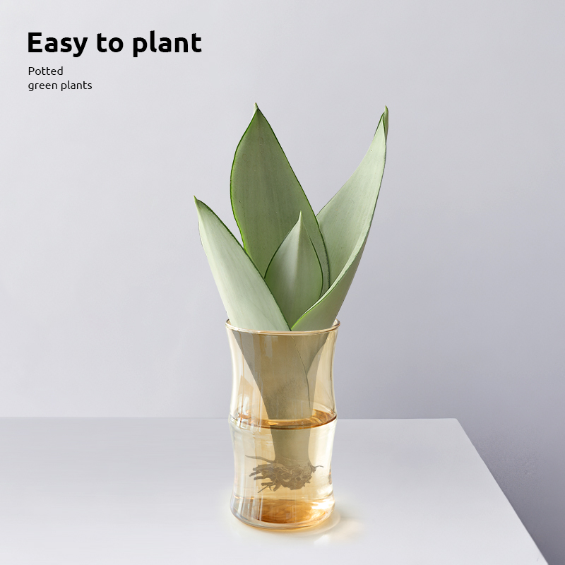 水培白玉虎皮兰植物金边虎皮兰