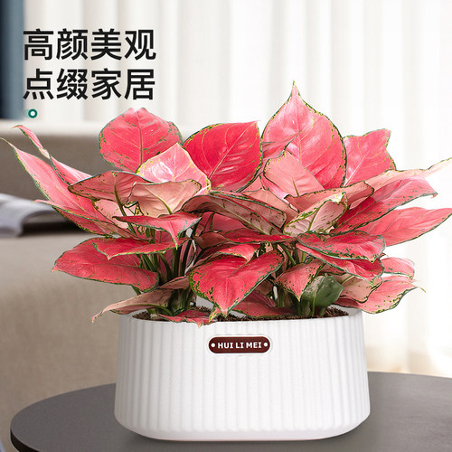 吉利红水培植物办公室桌面花卉