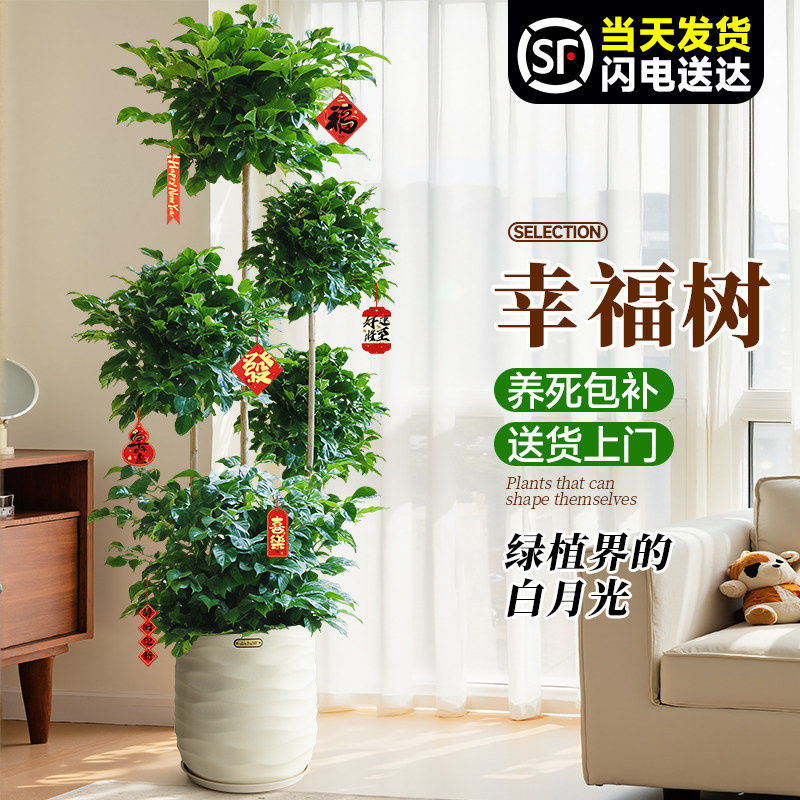 幸福树盆栽绿植室内大型植物客厅落地大号真树盆景花卉办公室乔迁