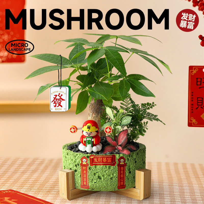 发财树客厅盆栽桌面办公室工位女生创意摆件趣味微景盆景招财植物