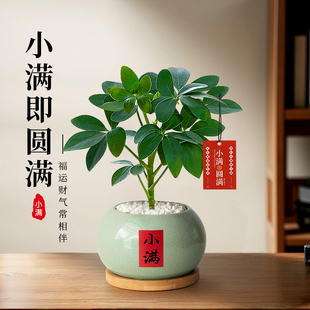八方来财鸭脚木盆栽办公室内桌面书房中式禅意小盆景植物净化空气