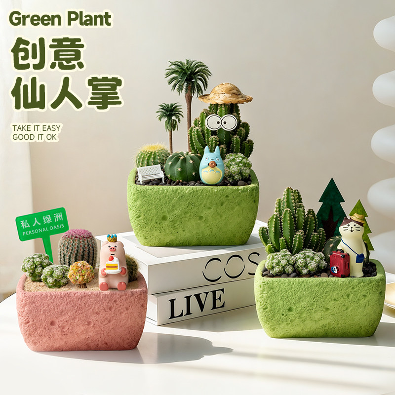 仙人掌科仙人球盆栽组合多肉植物办公室工位桌面绿植花卉盆景礼物
