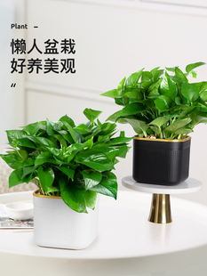 绿萝盆栽办公室内桌面植物花卉绿植水培大叶绿箩新房家用客厅好养