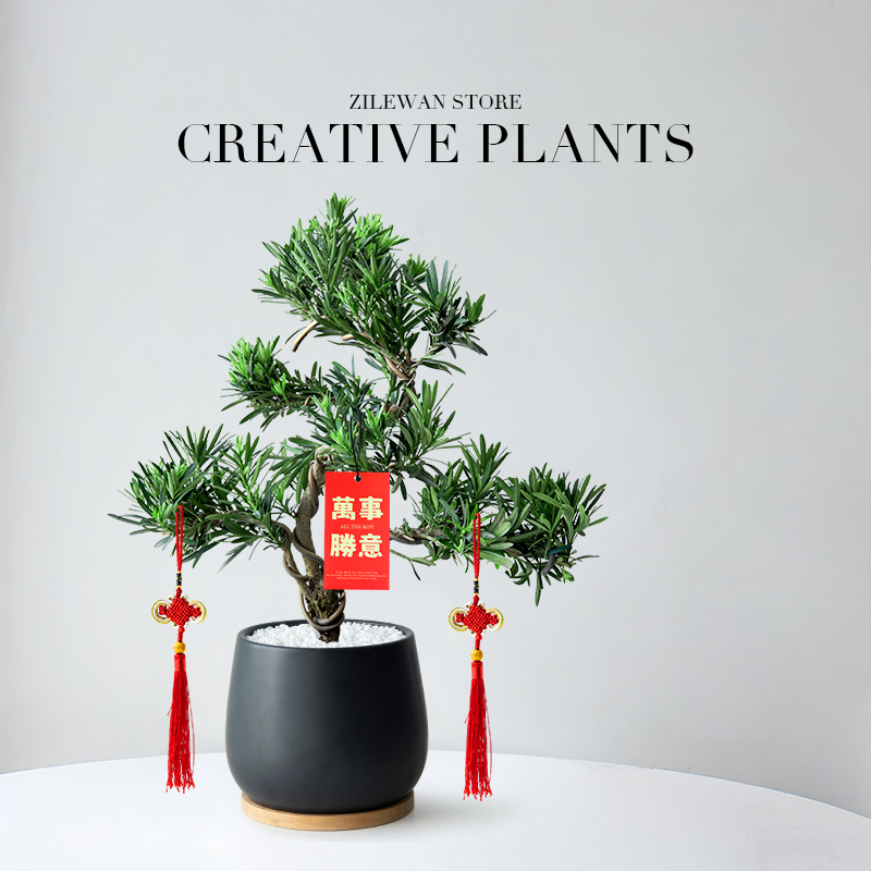 造型罗汉松盆栽办公室客厅植物
