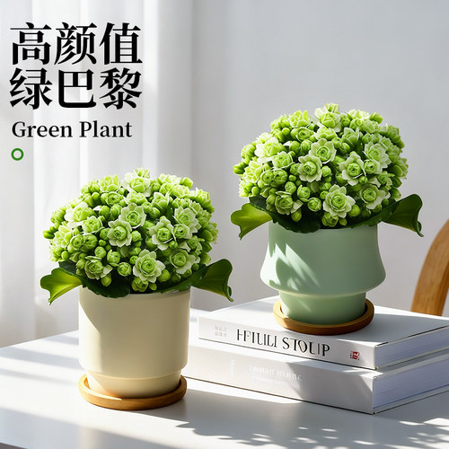 绿巴黎长寿花盆栽重瓣大花带苞