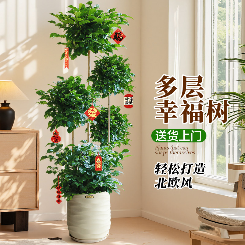 大型幸福树盆栽客厅绿植室内多层造型植物办公室绿宝真树盆景花卉