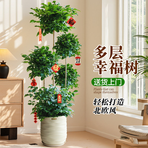 大型幸福树/绿宝盆栽室内多层