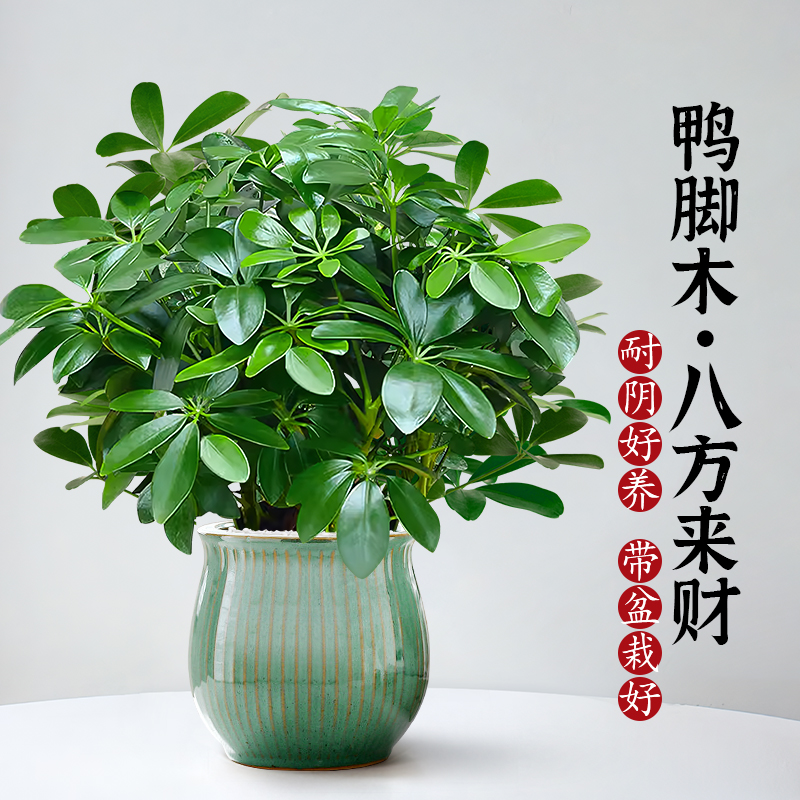 八方来财鸭脚木客厅室内绿植