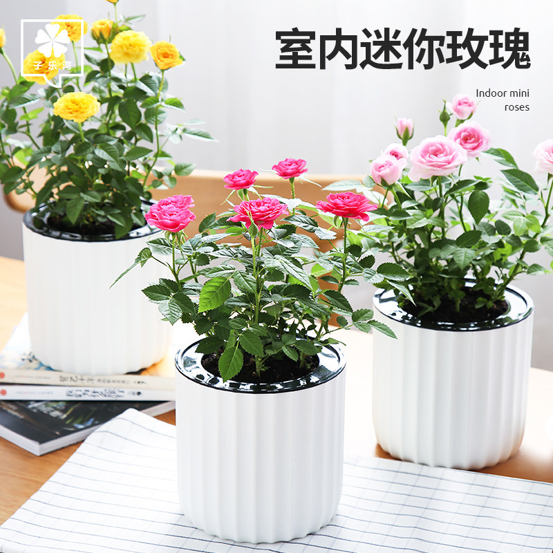 室内花卉哪种好,适合室内养的植物,比较好养的室内花卉(第2页)_大山谷图库