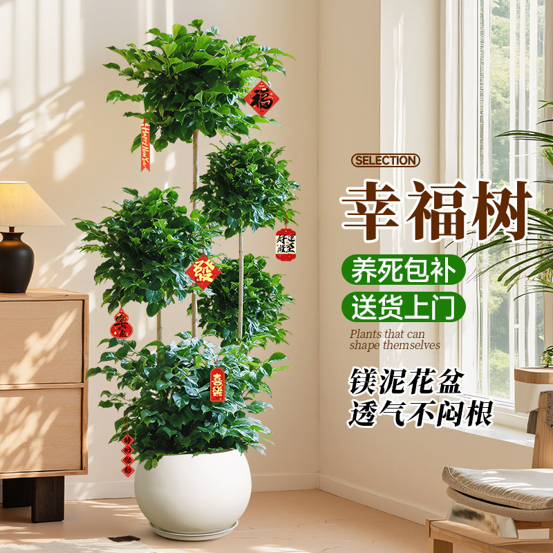 大型幸福树/绿宝盆栽室内多层