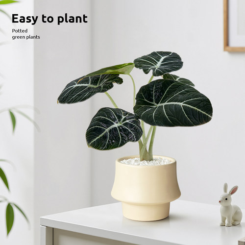 黑天鹅海芋热带网红绒面绿植桌面